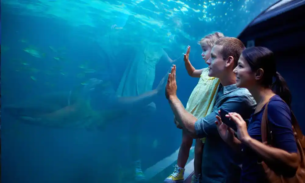 Shark Walker In Dubai Aquarium