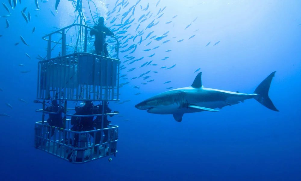 Shark Walker In Dubai Aquarium