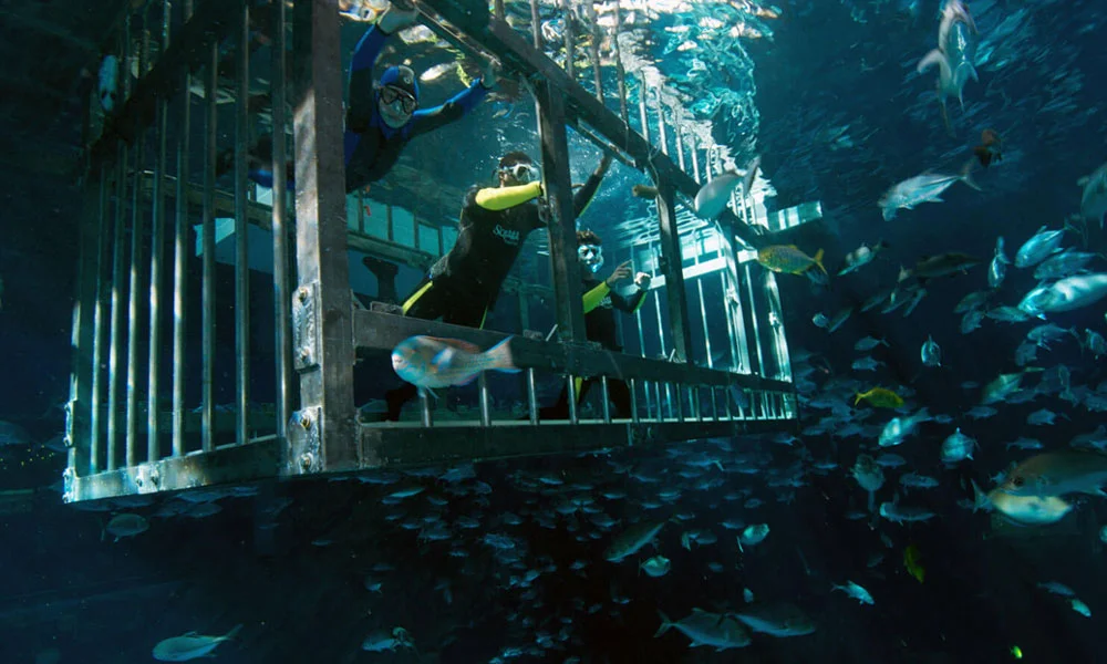 Shark Walker In Dubai Aquarium
