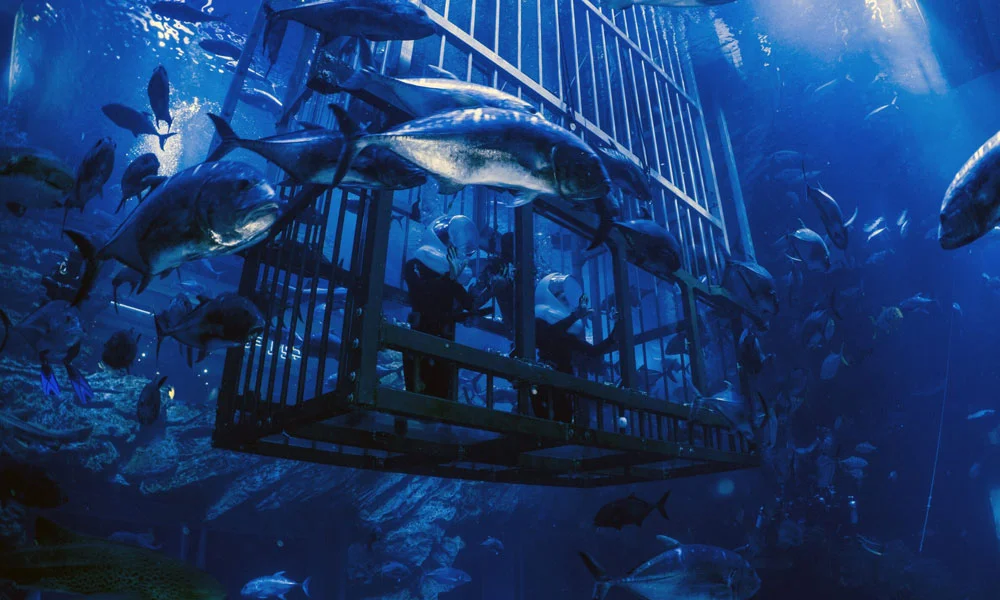 Shark Walker In Dubai Aquarium