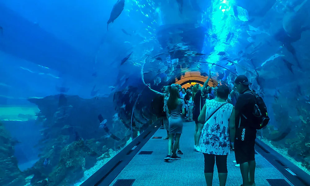 Shark Walker In Dubai Aquarium