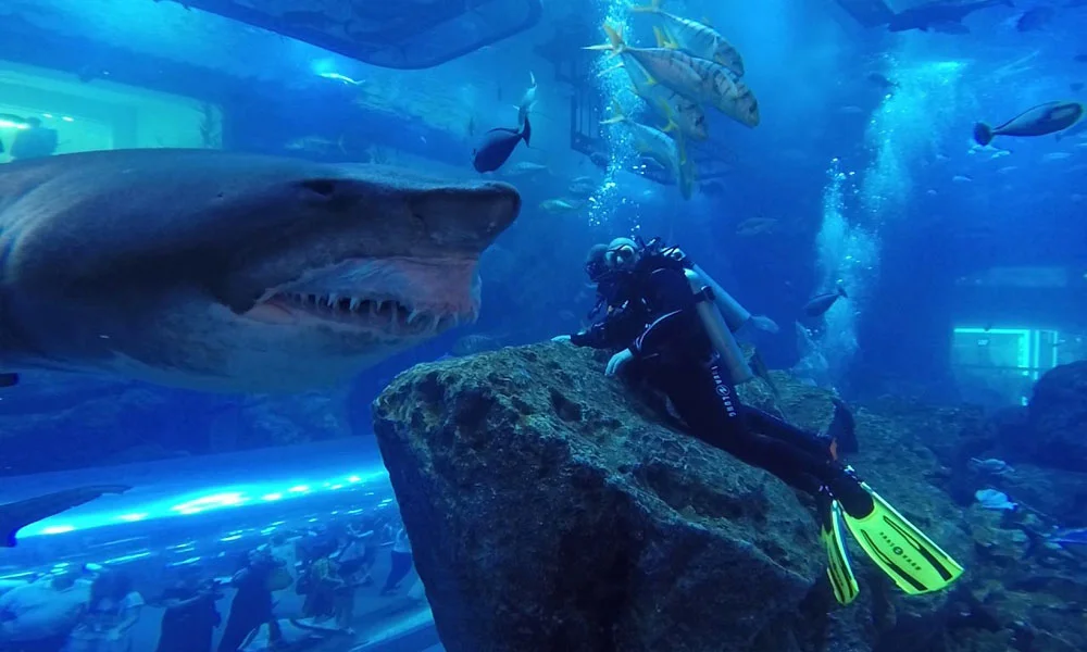 Shark Walker In Dubai Aquarium