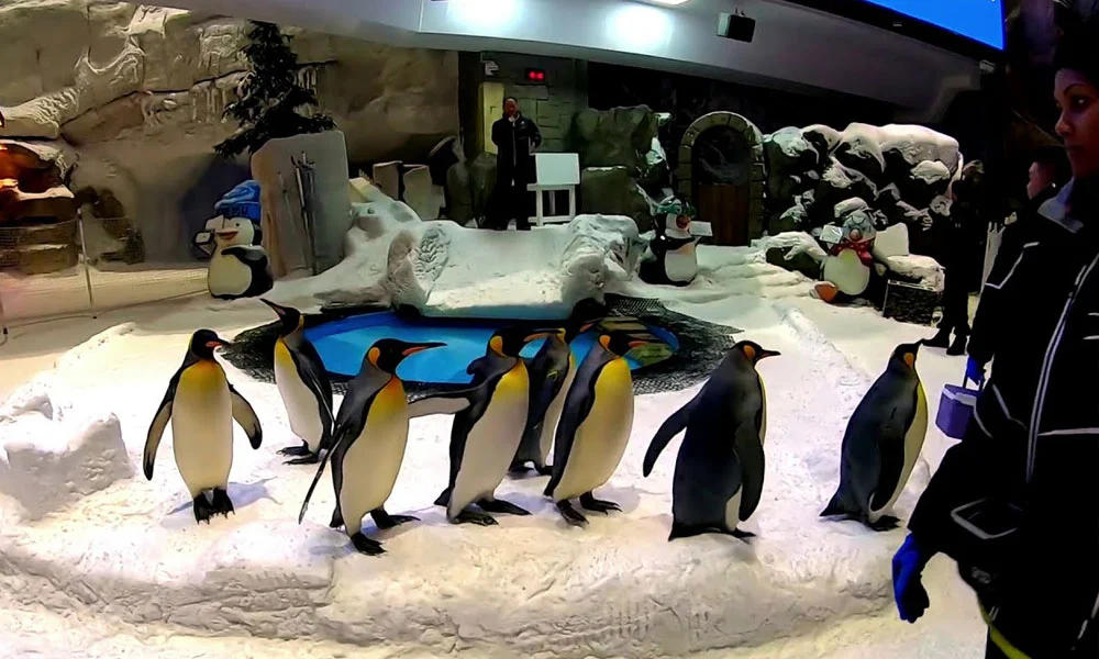 Dubai Aquarium & Underwater Zoo Tickets