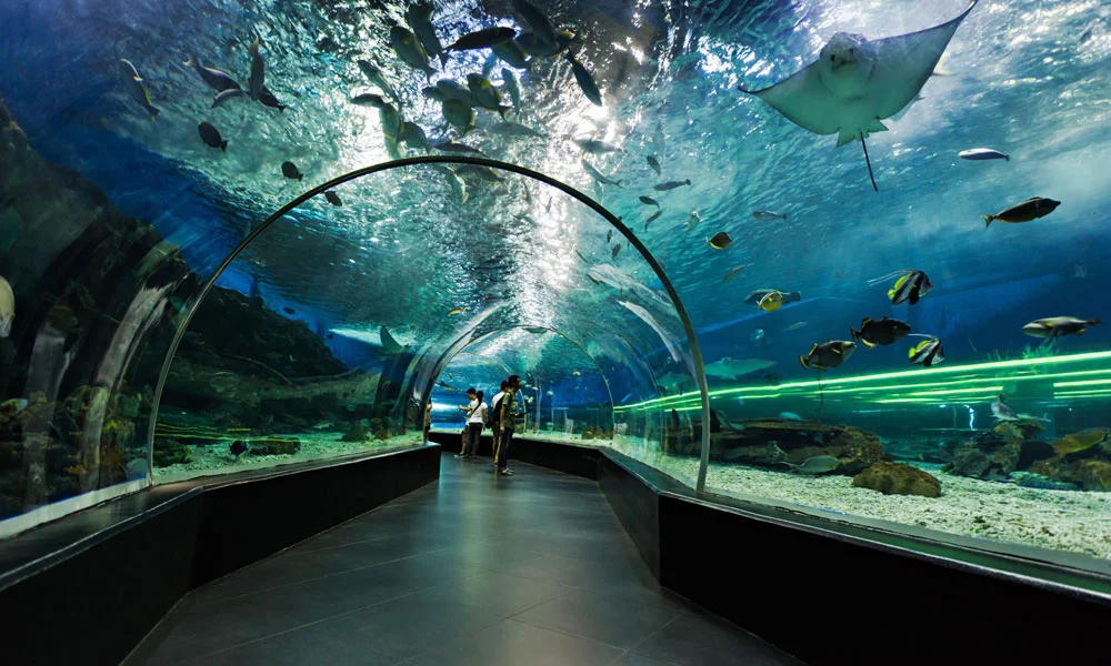 Dubai Aquarium & Underwater Zoo Tickets