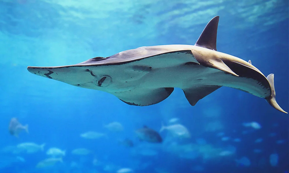 Dubai Aquarium & Underwater Zoo Tickets