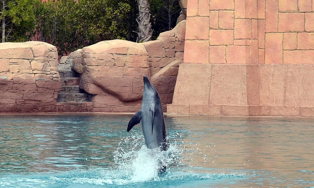 Dolphin Bay Dubai Tickets