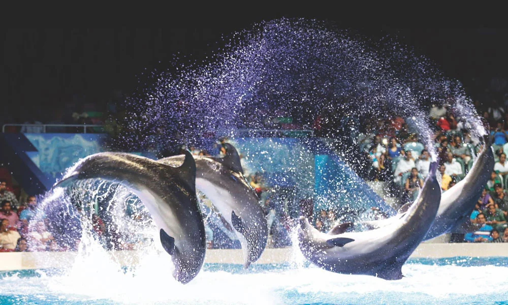 Dolphin Bay Dubai Tickets