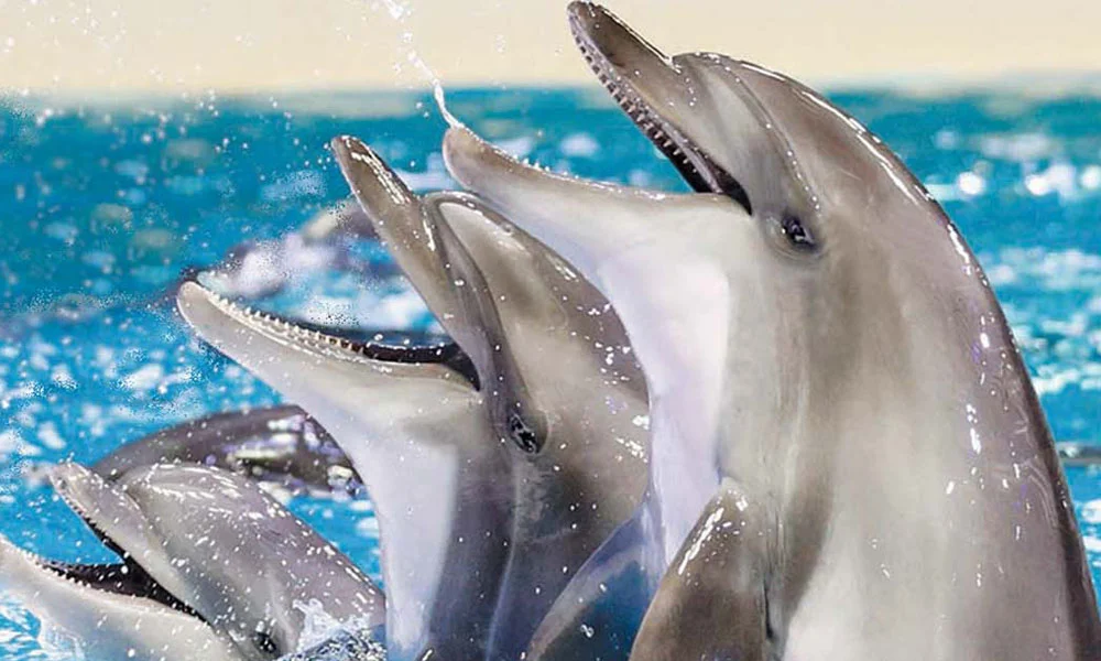 Dubai Dolphinarium Tickets
