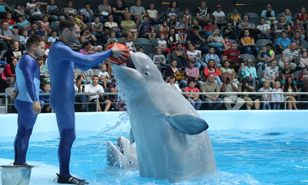 Dubai Dolphinarium Tickets