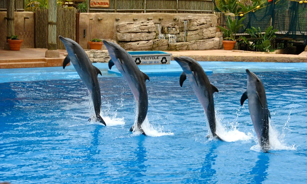 Dubai Dolphinarium Tickets