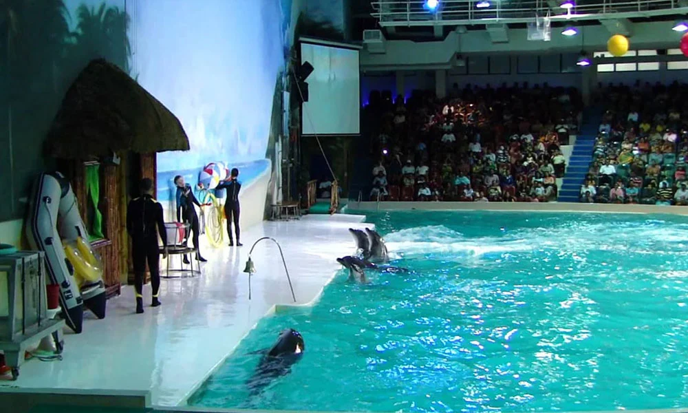 Dubai Dolphinarium Tickets