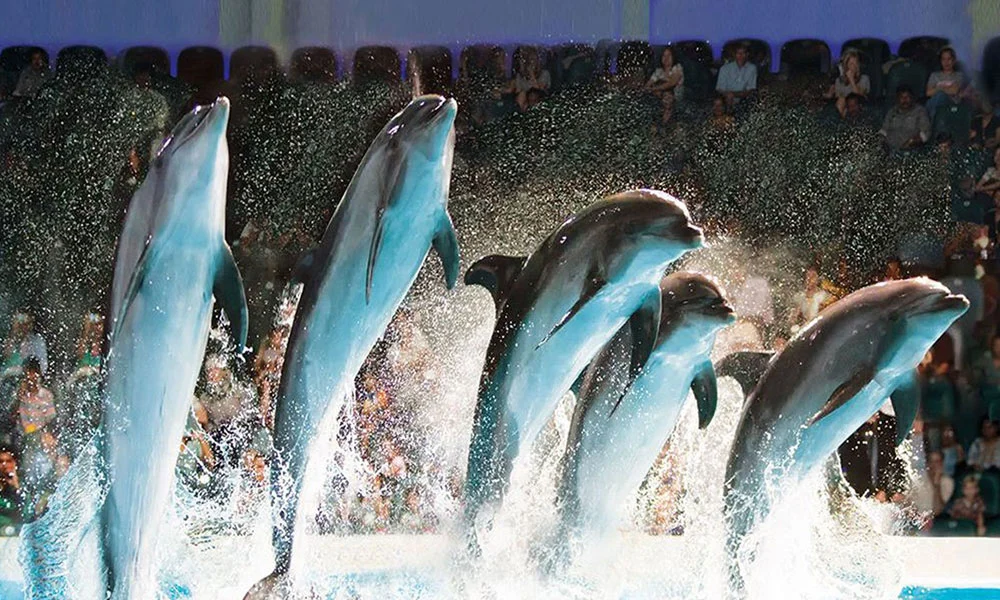 Dubai Dolphinarium Tickets