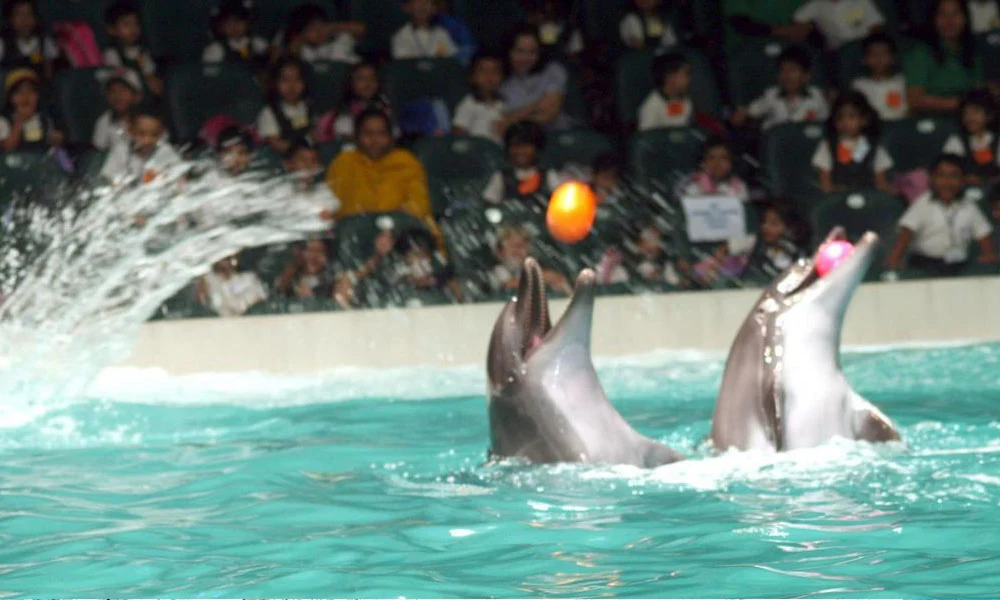 Dubai Dolphinarium Tickets