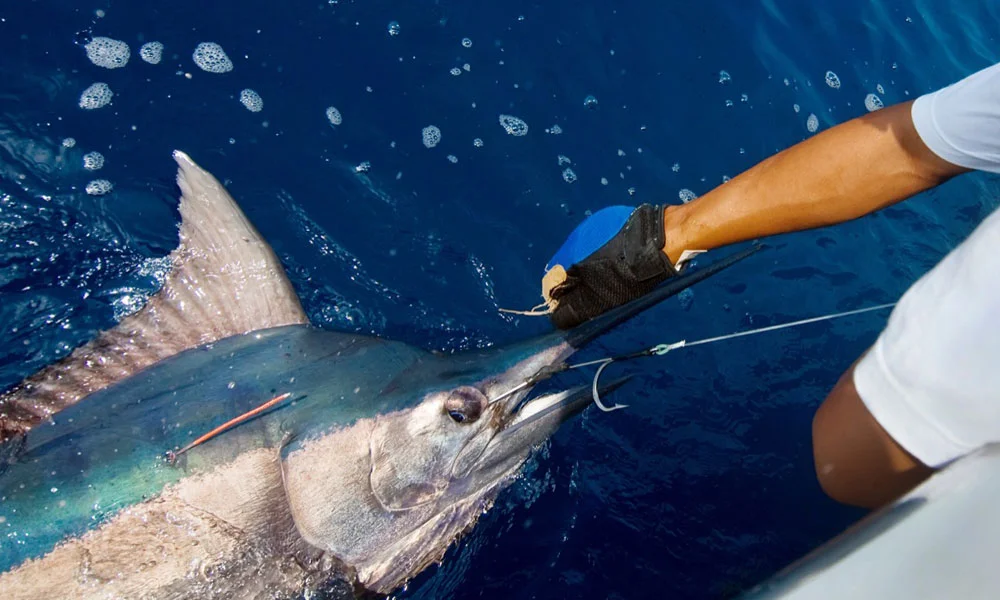 Deep Sea Fishing In Dubai