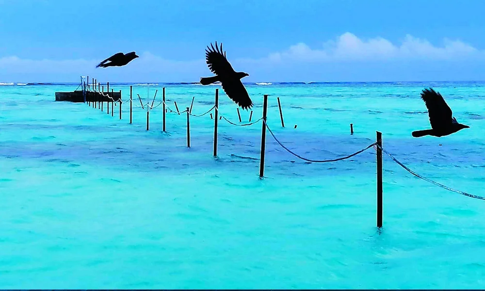 Himmafushi Island Tour In Maldives