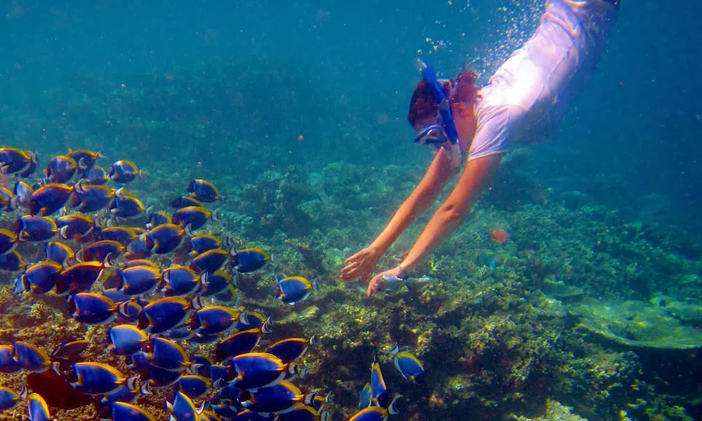 Snorkelling In Maldives