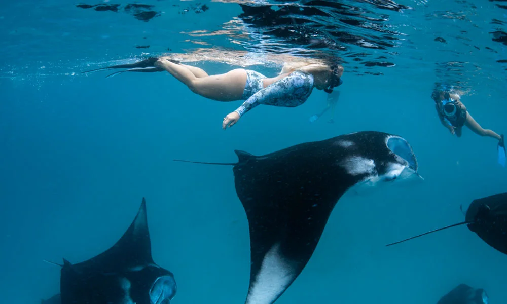 Adventure In Maldives: Swim With Whale Sharks & Manta Rays