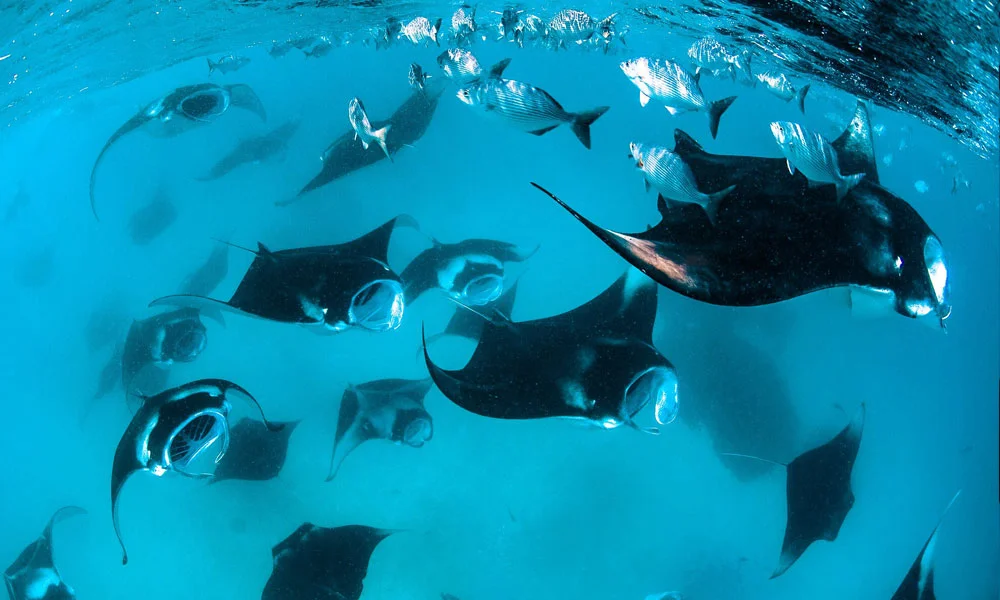 Adventure In Maldives: Swim With Whale Sharks & Manta Rays