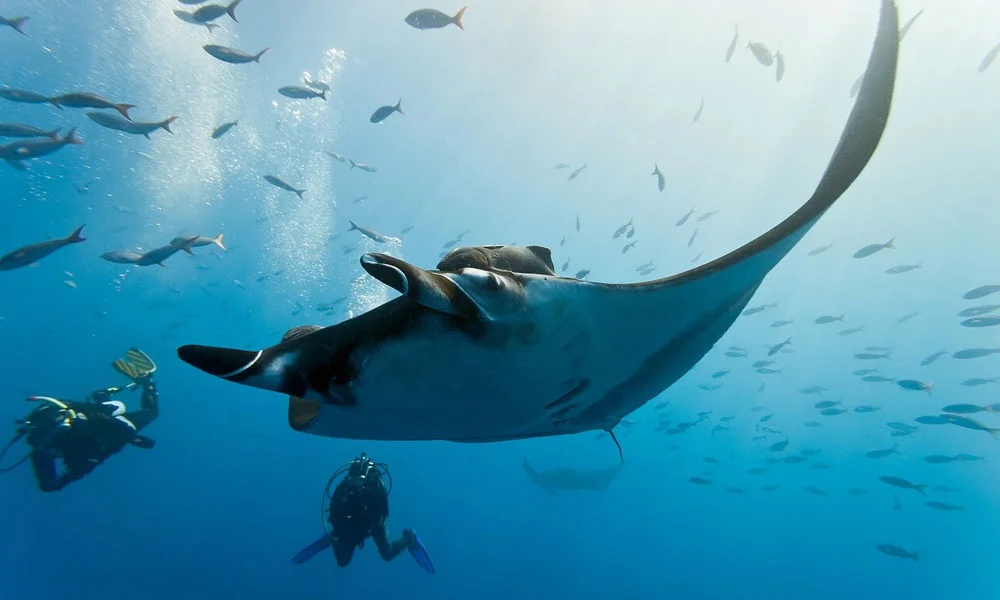 Adventure In Maldives: Swim With Whale Sharks & Manta Rays