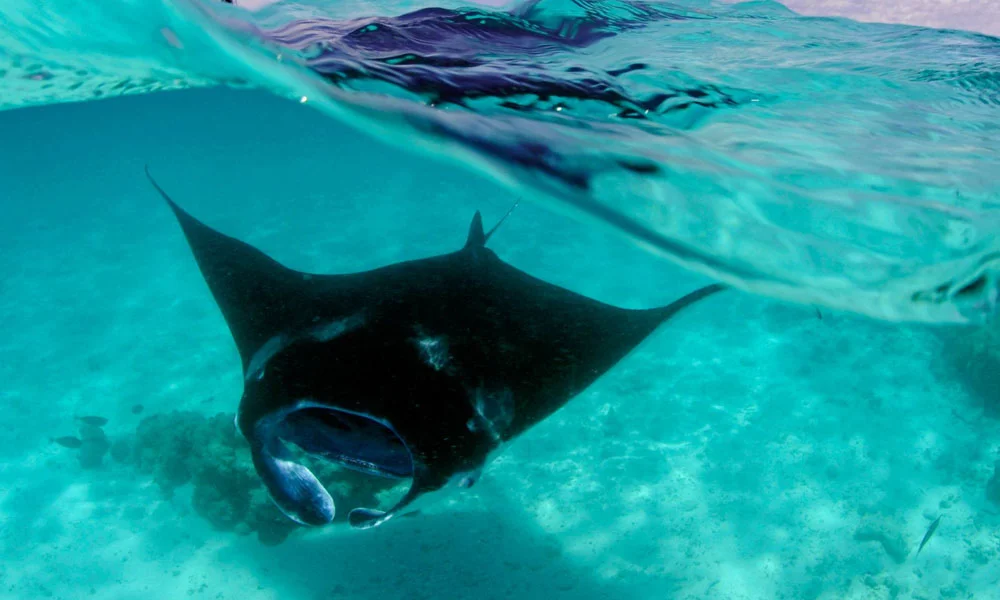 Adventure In Maldives: Swim With Whale Sharks & Manta Rays