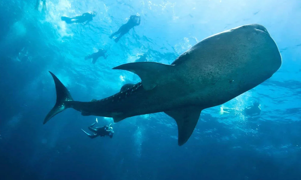Adventure In Maldives: Swim With Whale Sharks & Manta Rays