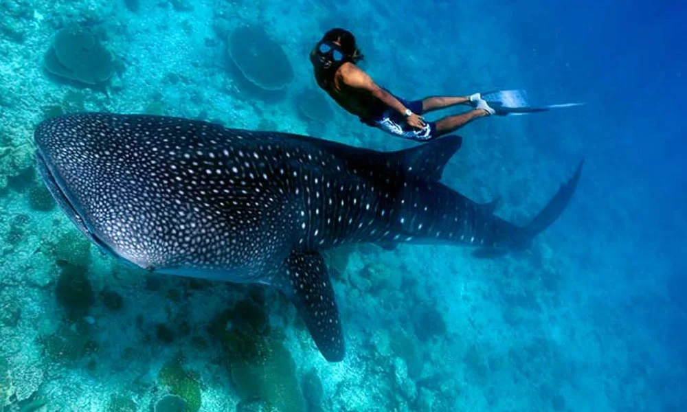 Adventure In Maldives: Swim With Whale Sharks & Manta Rays