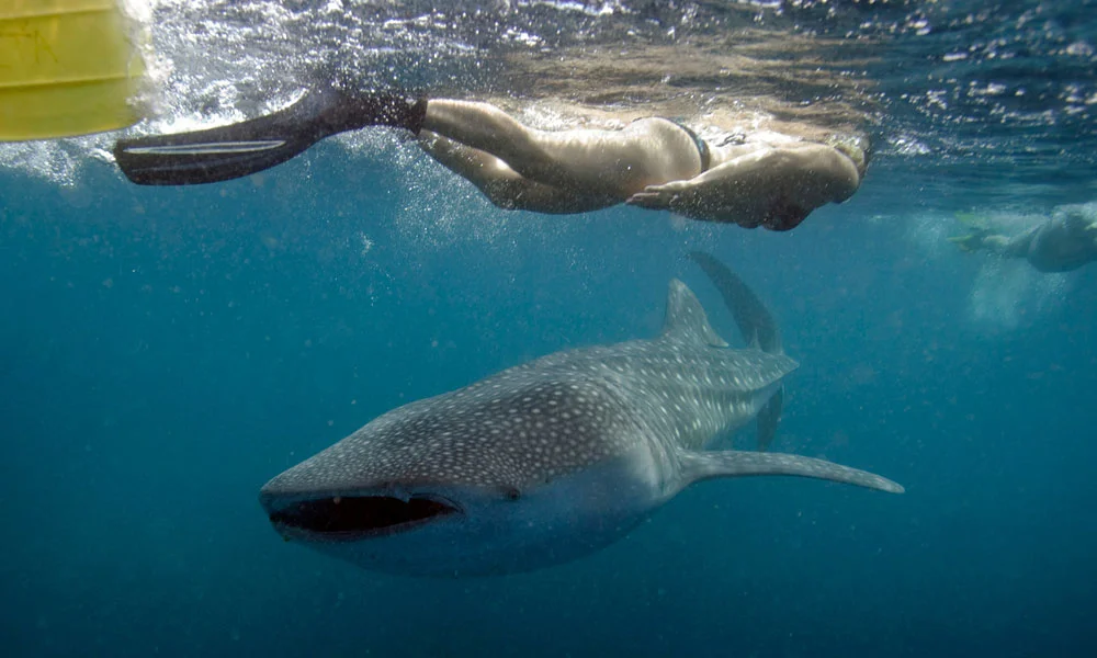 Adventure In Maldives: Swim With Whale Sharks & Manta Rays