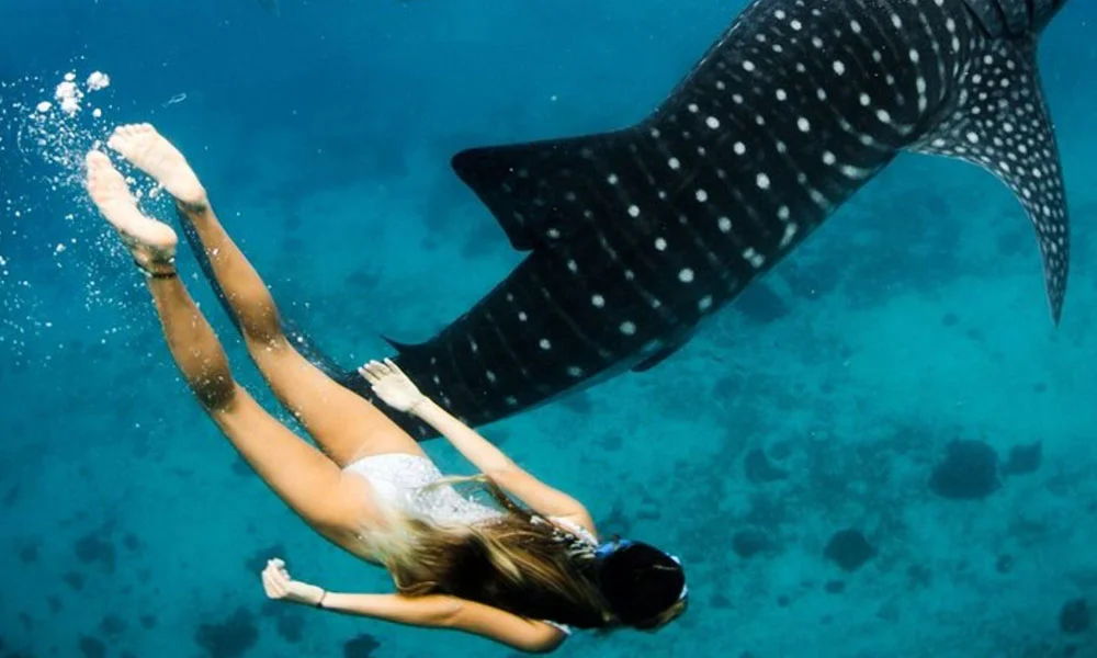 Adventure In Maldives: Swim With Whale Sharks & Manta Rays