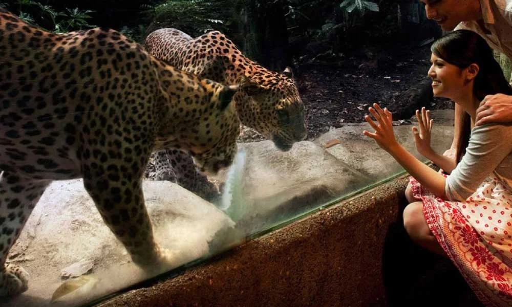 Singapore Night Safari Tickets with Tram Ride
