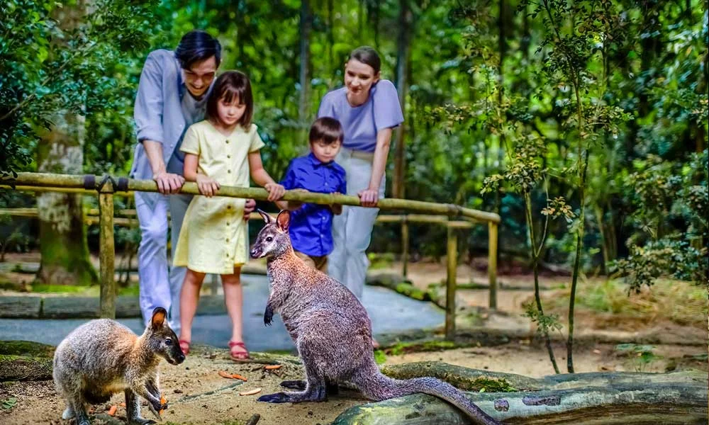 Singapore Night Safari Tickets with Tram Ride