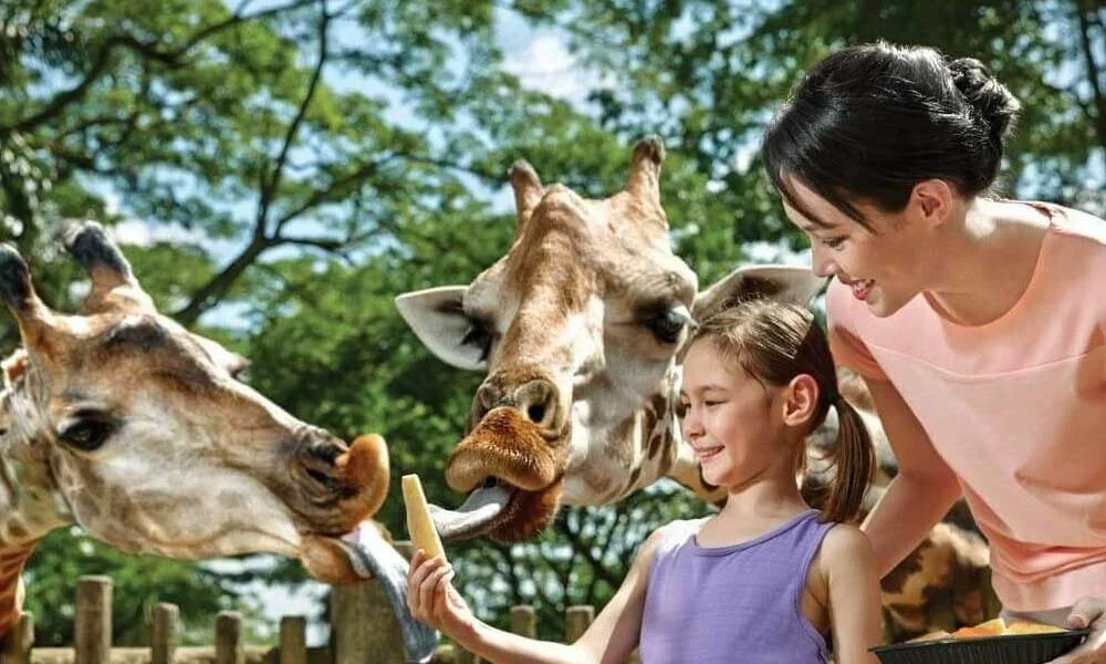 Singapore zoo tickets