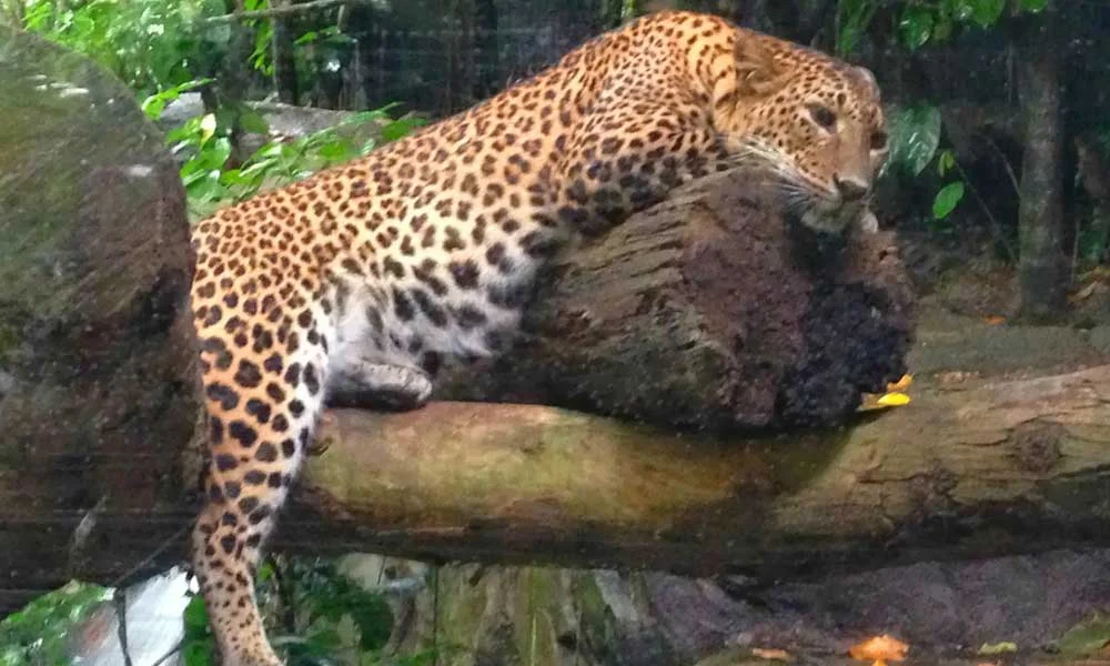 Singapore zoo tickets