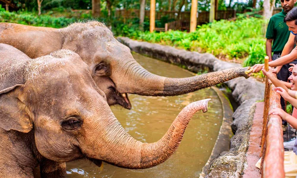 Singapore zoo tickets