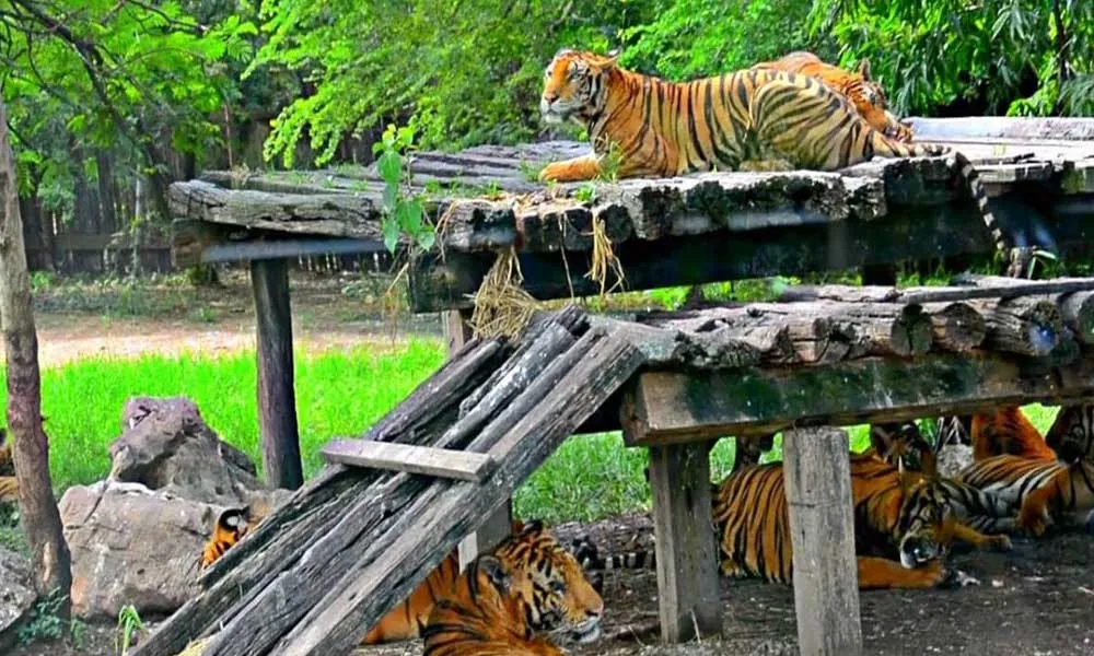 Safari World Tickets, Bangkok