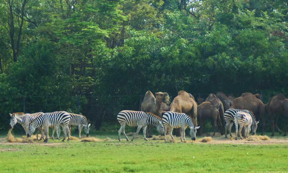 Safari World Tickets, Bangkok