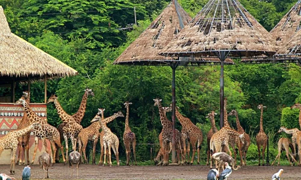 Safari World Tickets, Bangkok