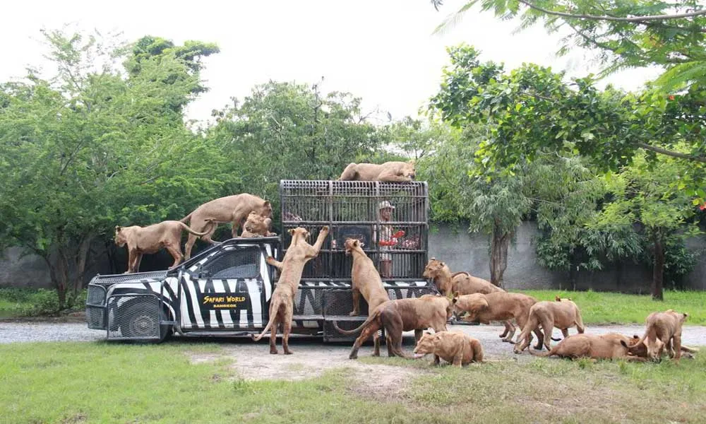 Safari World Tickets, Bangkok