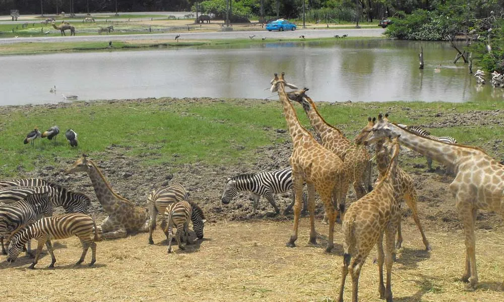 Safari World Tickets, Bangkok