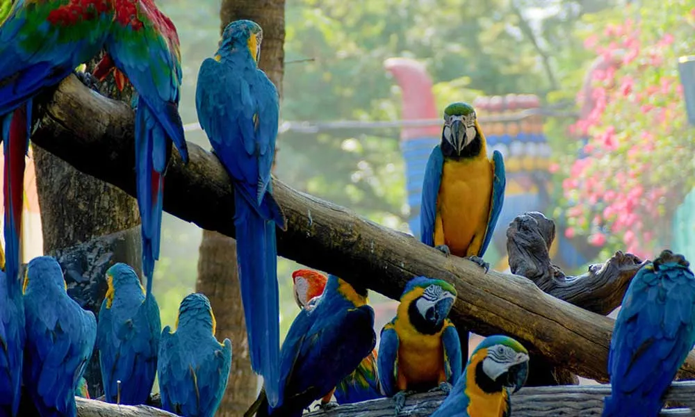 Safari World Tickets, Bangkok