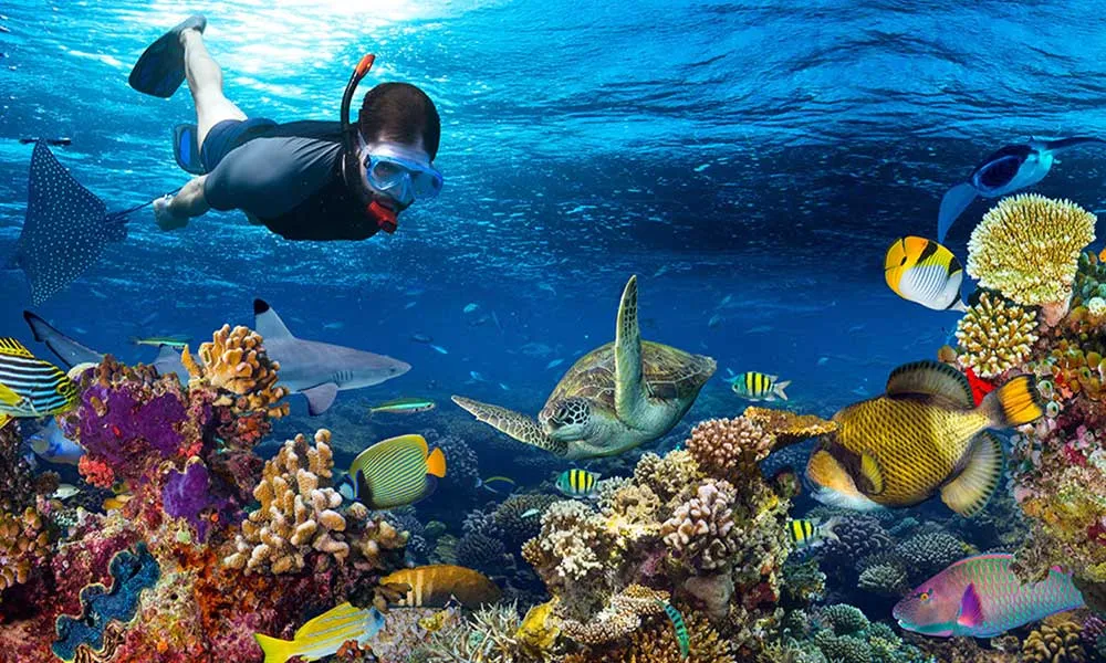 Snorkelling In Clear Waters Of Aqaba, Jordan