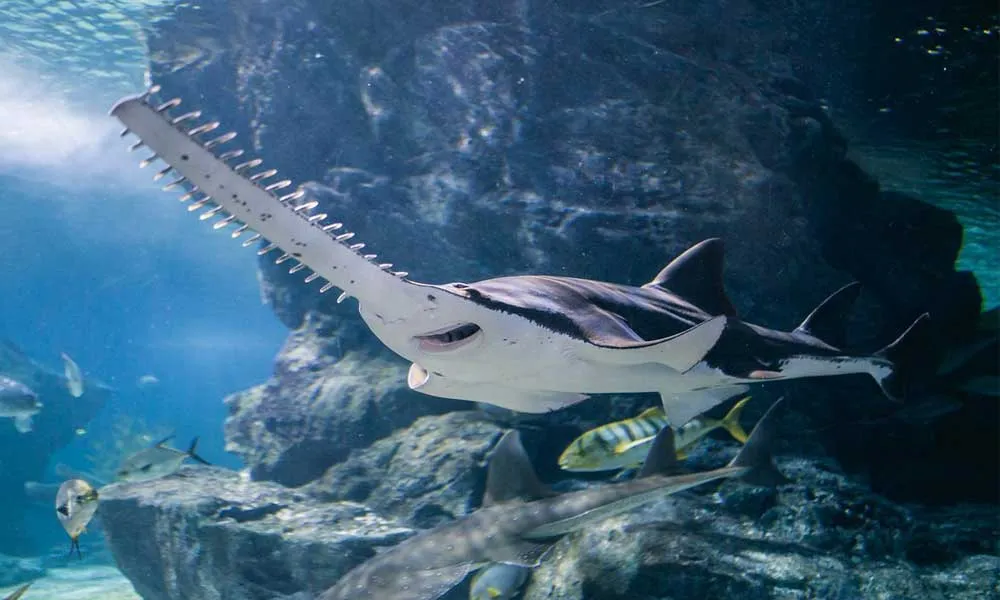SEA LIFE Ocean World, Bangkok