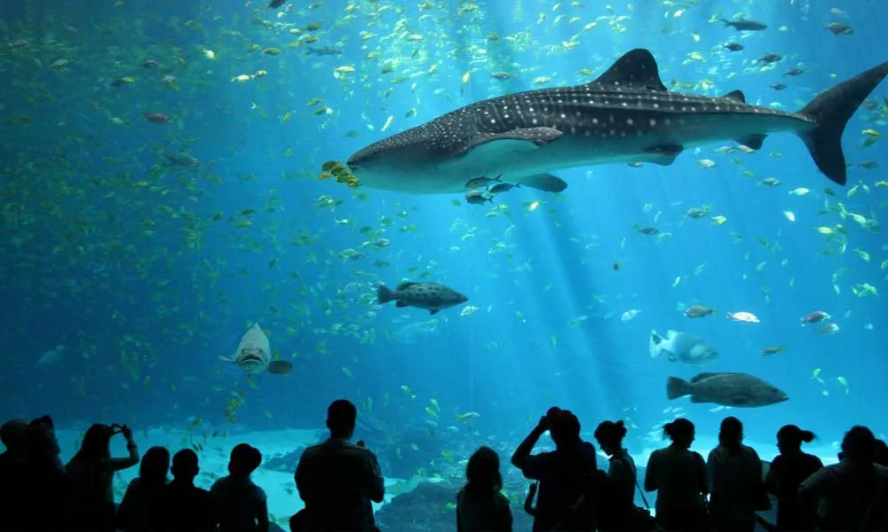SEA LIFE Ocean World, Bangkok