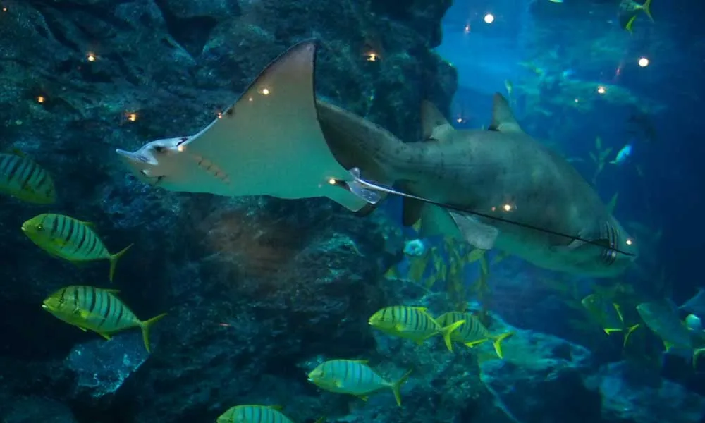 SEA LIFE Ocean World, Bangkok
