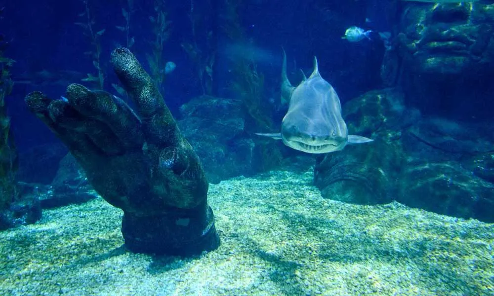 SEA LIFE Ocean World, Bangkok
