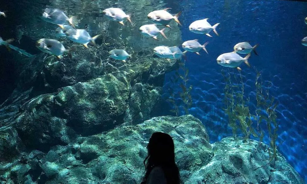 SEA LIFE Ocean World, Bangkok
