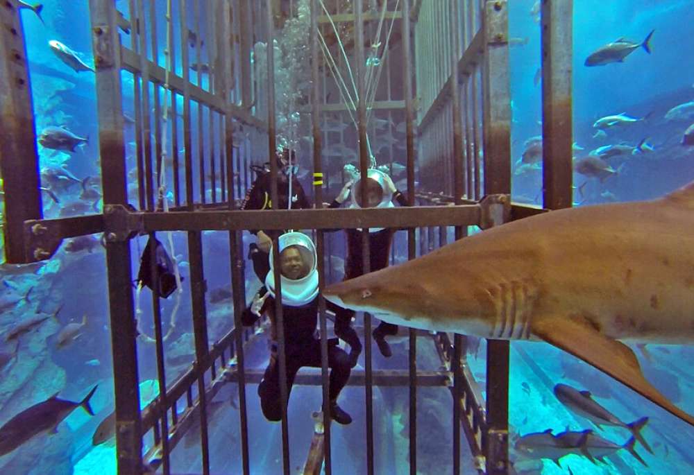 Shark Walker in Dubai Aquarium