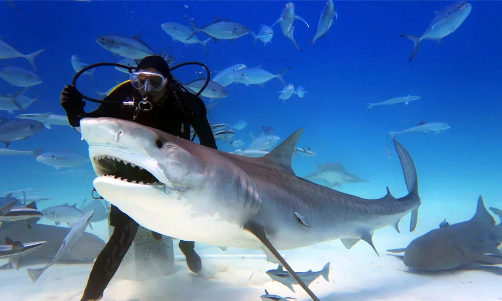 Shark Walker in Dubai Aquarium