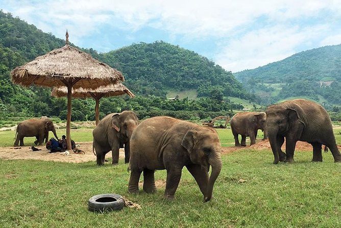 Elephant Nature Park