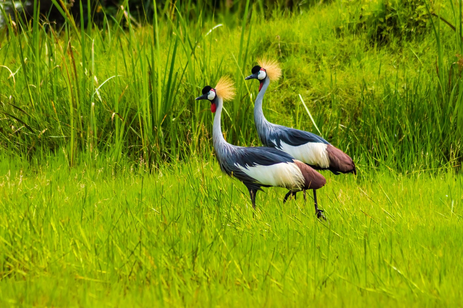 Bundala National Park