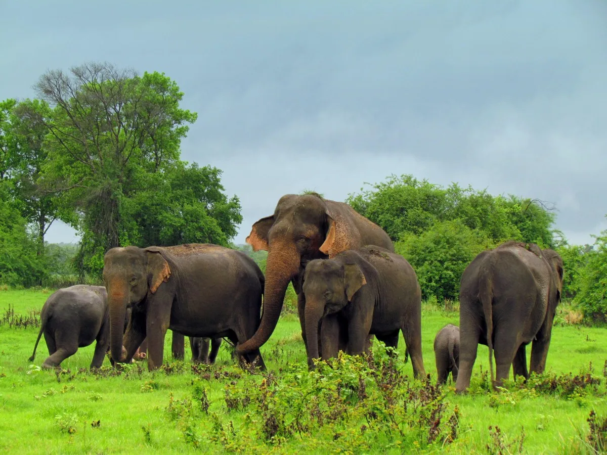 Wasgamuwa National Park